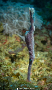 like a stick by Marc Van Den Broeck 
